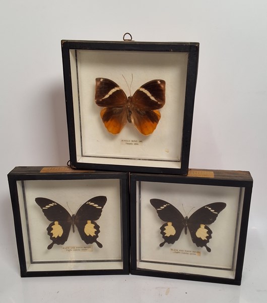 Lot 1582 - BUTTERFLY SPECIMENS