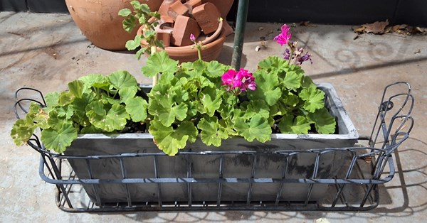 Lot 336 - POTTED GERANIUMS