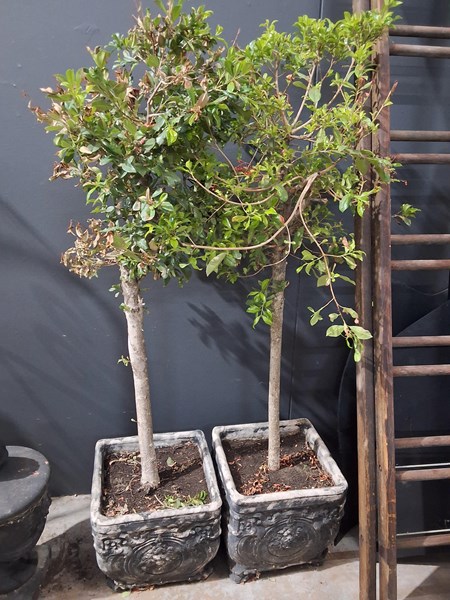 Lot 339 - POMEGRANATE TREES