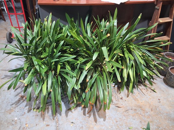 Lot 578 - POTTED CLIVIAS