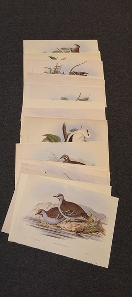 Lot 1370 - GOULDS PIGEONS
