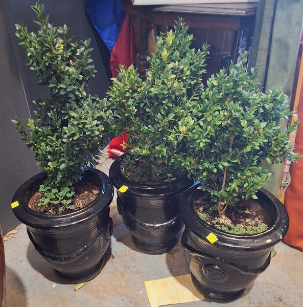 Lot 498 - POTTED BOXWOODS