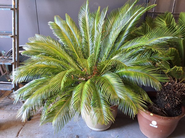 Lot 526 - CYCAD