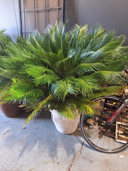 Lot 529 - POTTED CYCAD