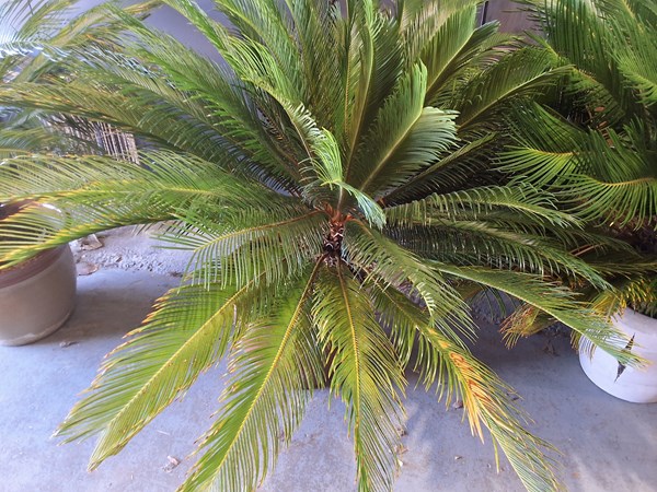 Lot 527 - CYCAD