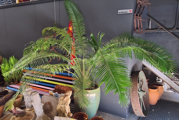 Lot 510 - PALM TREE
