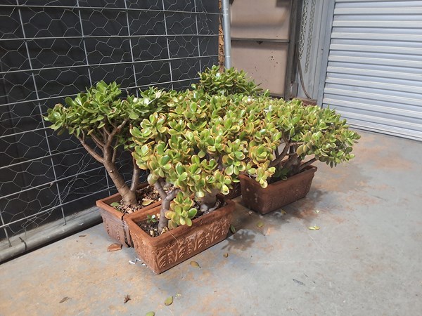 Lot 433 - JADE PLANTS