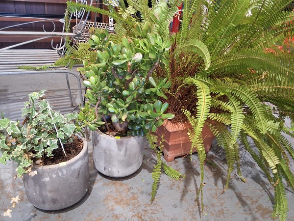 Lot 344 - POTTED GARDEN PLANTS
